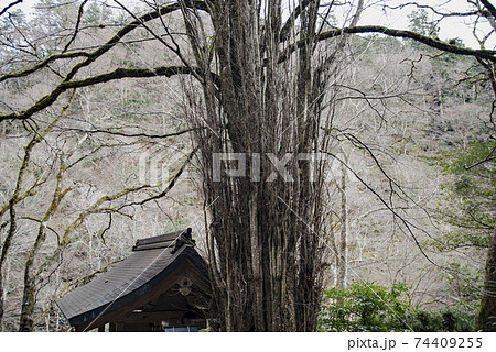 貴船神社へ初詣 74409255