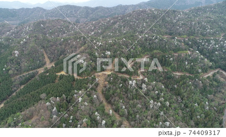タムシバ満開の早春の里山 タムシバ満開の早春の里山 74409317