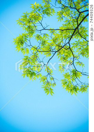 さわやか春の芽吹き 新緑 さわやか春の芽吹き 新緑 74409326