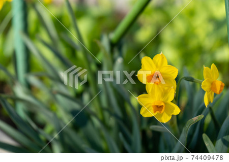 道端に咲く水仙 スイセン の黄色い花の写真素材