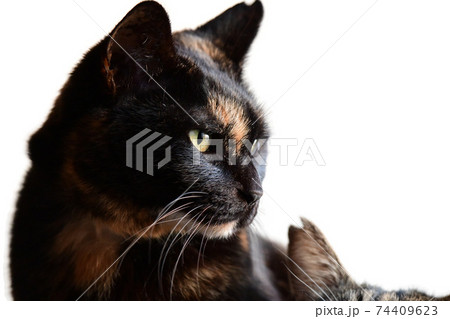 猫イメージ素材 サビ猫 朝の光 白背景の写真素材