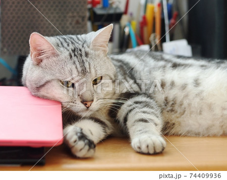 cute short hair young AMERICAN SHORT HAIR breed kitty grey and black stripes home cat relaxing on workplace desktop table using a computer notebook in pinky colour case as pillow 74409936