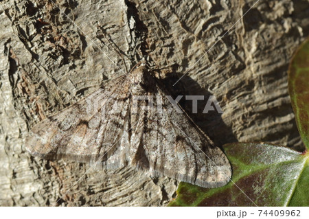生き物　昆虫　シロフフユエダシャク、二月の雑木林。木の幹に止まるオス。開帳は三センチちょっと 74409962