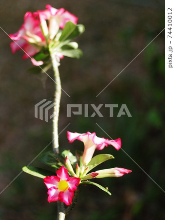 Desert Rose, Impala Lily, Mock Azalea, beauty white pink flowers on dark blur home garden environment background Desert Rose, Impala Lily, Mock Azalea, beauty white pink flowers on dark blur home garden environment background 74410012