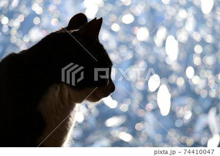 朝のにゃんこ 窓辺の猫 窓フィルム越しの光 シルエット 猫イメージ素材の写真素材