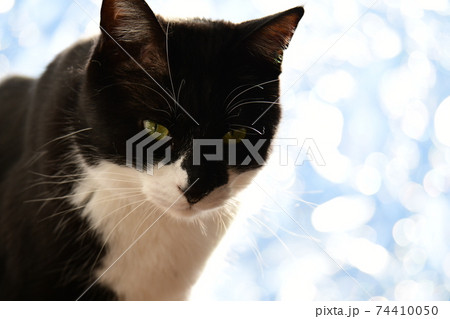 朝のにゃんこ 窓辺の猫 窓フィルム越しの光 シルエット 猫イメージ素材の写真素材