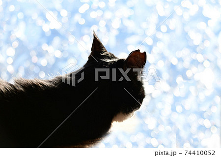 朝のにゃんこ。窓辺の猫。窓フィルム越しの光。シルエット。猫イメージ素材 朝のにゃんこ。窓辺の猫。窓フィルム越しの光。シルエット。猫イメージ素材 74410052