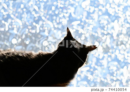 朝のにゃんこ 窓辺の猫 窓フィルム越しの光 シルエット 猫イメージ素材の写真素材