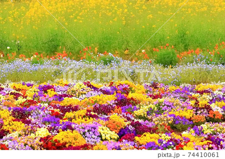 菜の花畑と花の絨毯 74410061