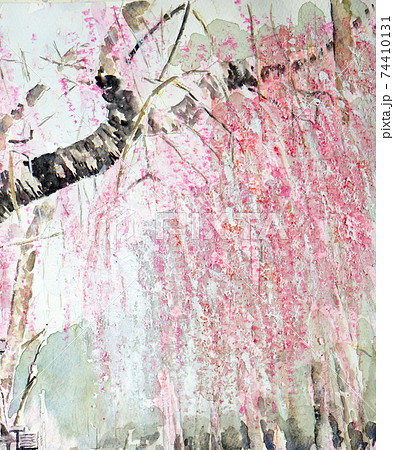 枝垂桜 桜 しだれ桜のイラスト素材