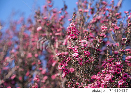 ギョリュウバイ 74410457