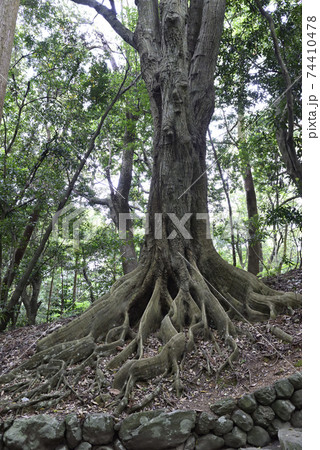 伊勢神宮　内宮別宮　倭姫宮　参道 74410478