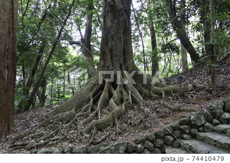 伊勢神宮　内宮別宮　倭姫宮　参道 74410479