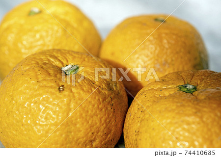 花粉症に効くという柑橘類、ジャバラ 花粉症に効くという柑橘類、ジャバラ 74410685