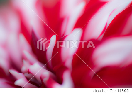 花の写真　ダリア-02 74411309