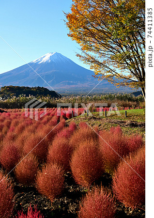 冠雪の富士山と紅葉のコキア 74411385