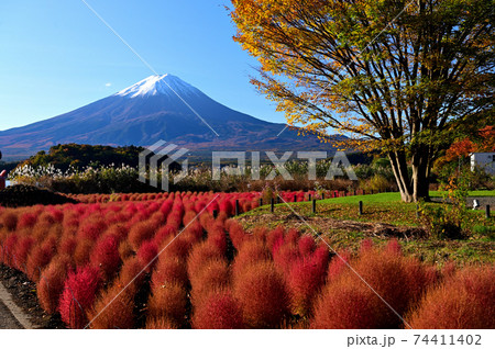 冠雪の富士山と紅葉のコキア 74411402