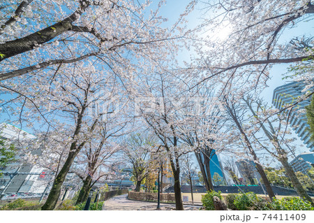 「埼玉県」青空と川口西口公園の満開の桜　春 74411409