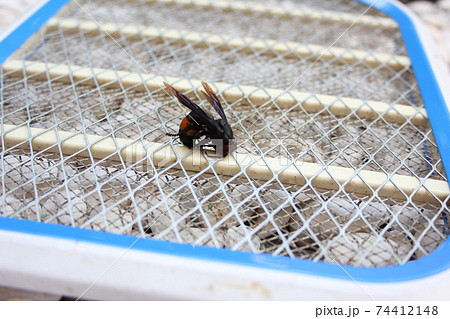 Close-up of a dead Asian wasp was electrocuted. 74412148
