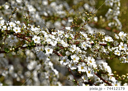 ユキヤナギ（雪柳） 74412179
