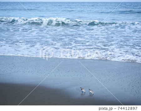 砂浜と食事中のミユビシギ　鹿島灘にて 74412897