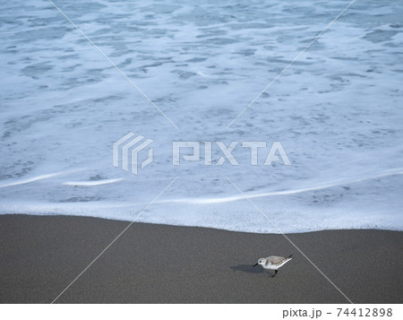 砂浜とミユビシギ　鹿島灘にて 74412898