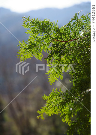 ヒノキの葉 ひのき花粉イメージ の写真素材
