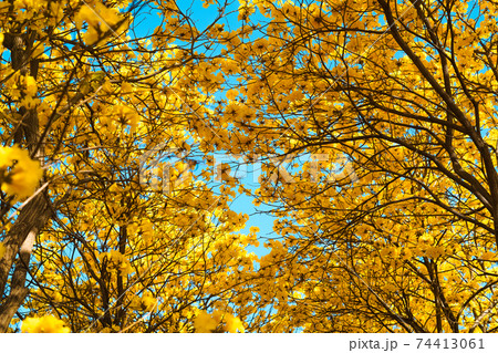 Yellow flowers against blue sky in summer Yellow flowers against blue sky in summer 74413061