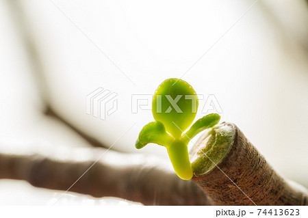 生命力のある成金草の新芽 74413623