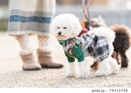 晴れた日に公園を散歩する犬の写真素材