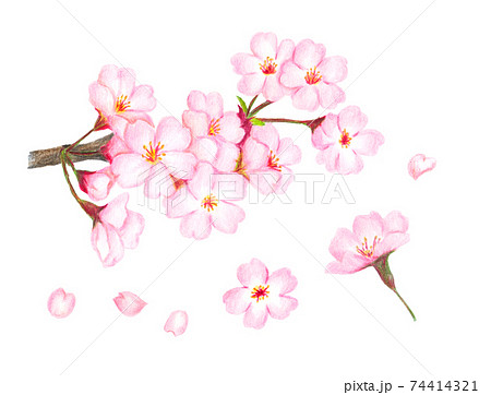桜の花イラスト 色鉛筆画 のイラスト素材