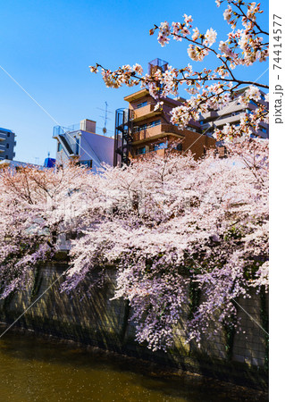 目黒川沿いの桜並木 【春のイメージ】 目黒川沿いの桜並木 【春のイメージ】 74414577
