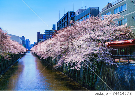 目黒川沿いの桜並木 【春のイメージ】 目黒川沿いの桜並木 【春のイメージ】 74414578