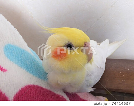 リラックス♪眠い手乗りのオカメインコ リラックス♪眠い手乗りのオカメインコ 74414637