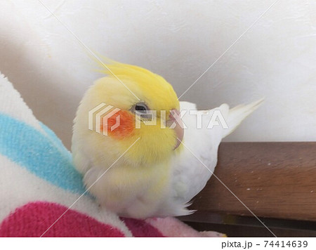 リラックス♪眠い手乗りのオカメインコ リラックス♪眠い手乗りのオカメインコ 74414639