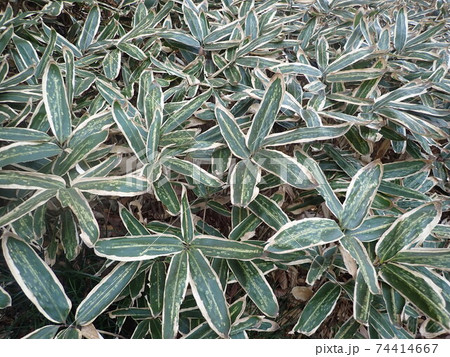 クマザサの笹原 74414667