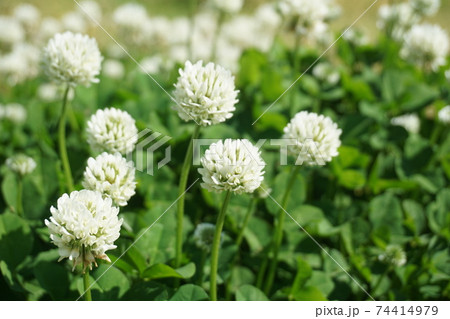 しろつめくさ しろつめくさ 74414979