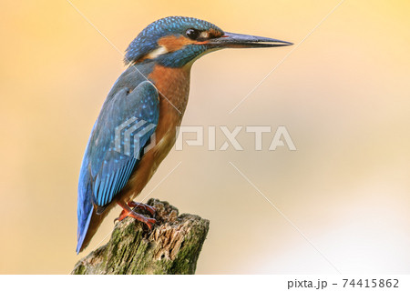 Kingfisher on a branch above the water of a pond. Kingfisher on a branch above the water of a pond. 74415862