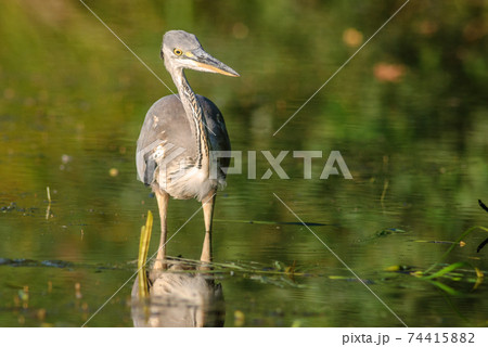 Gray heron fishing in a pond . 74415882