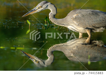 Gray heron fishing in a pond . 74415883