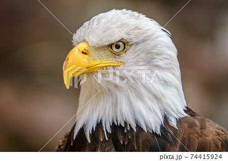 Bald Headed Eagle, close up shot, background Bald Headed Eagle, close up shot, background 74415924