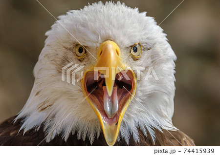 Bald Headed Eagle, close up shot, background Bald Headed Eagle, close up shot, background 74415939