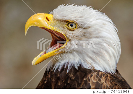 Bald Headed Eagle, close up shot, background Bald Headed Eagle, close up shot, background 74415943