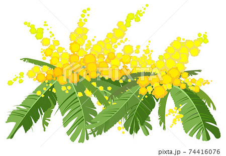 Yellow mimosa lush bouquet. Acacia flower symbol womens day Yellow mimosa lush bouquet. Acacia flower symbol womens day 74416076