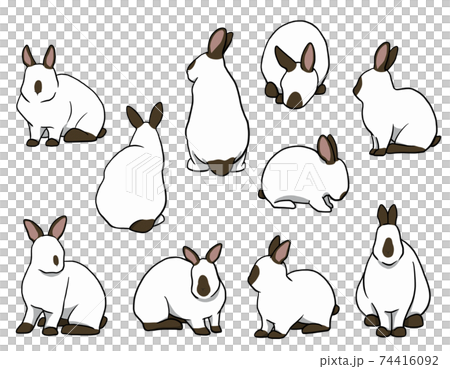 おすわりウサギ 短耳 ヒマラヤンセットのイラスト素材