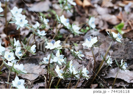 見頃を迎えた早春の花 セツブンソウ 節分草 の写真素材