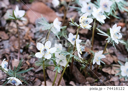 見頃を迎えた早春の花 セツブンソウ 節分草 の写真素材