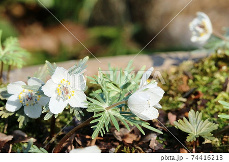 見頃を迎えた早春の花 セツブンソウ 節分草 の写真素材