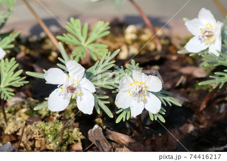 見頃を迎えた早春の花 セツブンソウ（節分草）の写真素材 [74416217] - PIXTA