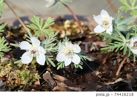 見頃を迎えた早春の花 セツブンソウ(節分草) 見頃を迎えた早春の花 セツブンソウ(節分草) 74416218